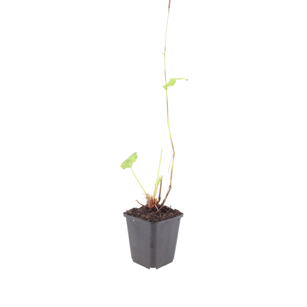 Persicaria bistorta Superba Rosa Blütenstaude für feuchte Beete & Teichrand Ø9cm 6 Stück