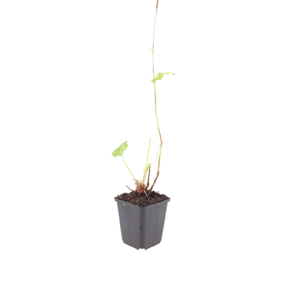 Persicaria bistorta Superba Rosa Blütenstaude für feuchte Beete & Teichrand Ø9cm 6 Stück