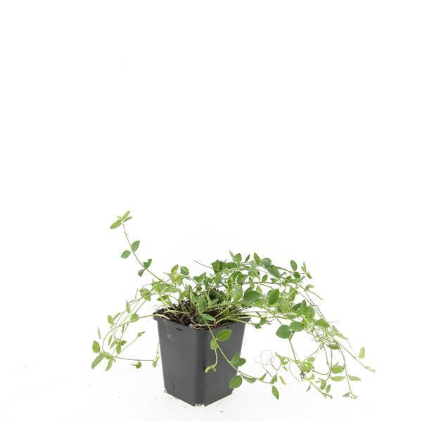Vinca minor 'Gertrude Jekyll' – 24 Pflanzen – Immergrüner Bodendecker – Weiß blühend – Tiefgrüne Blätter – 10–25 cm – Ø9 cm – Schattentolerant & pflegeleicht 
