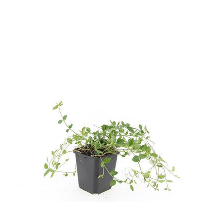 Vinca minor 'Gertrude Jekyll' – 24 Pflanzen – Immergrüner Bodendecker – Weiß blühend – Tiefgrüne Blätter – 10–25 cm – Ø9 cm – Schattentolerant & pflegeleicht 