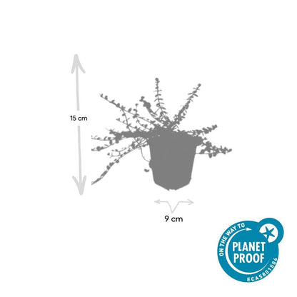 Kleinblättrige Teppichspindel – Euonymus fortunei 'Minimus' – ↕10-25 cm – Ø9 cm – 6 Pflanzen – Bodendecker – Winterhart & Pflegeleicht – Herbstfärbung – Vielseitig 