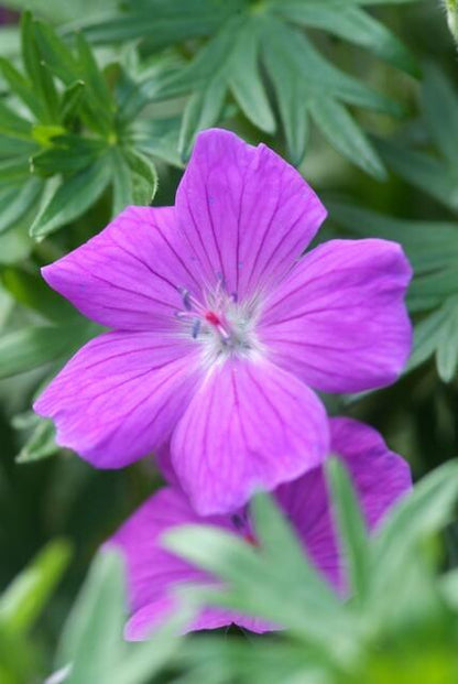 Blut-Storchschnabel Geranium 'Tiny Monster' – ↕10-25cm – Ø9cm – 6 Pflanzen – Kompakte, sommerblühende Staude für Beet, Kübel & Bodendecker – Pflegeleicht & robust 