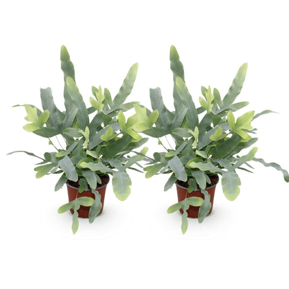 Green boutiQ - Zimmerpflanze - Phlebodium aureum Blue Star - Blaue Farn - Haustierfreundlich - Blau - 2 Pflanzen - Topf 12cm - Höhe 25-30cm 