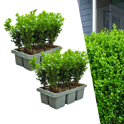 Buchsbaum – Buxus NewGen Freedom – 12 Pflanzen – Ø7 cm Topf – ca. 15 cm hoch – winterhart & pilzresistent – ideal für Hecken & Formschnitt 
