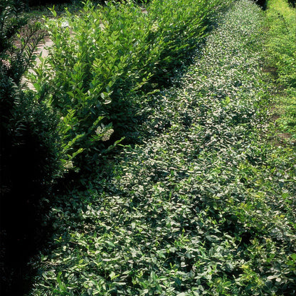 Immergrüne Kriechspindel – Euonymus fortunei radicans – ↕10-25 cm – Ø9 cm – 6 Pflanzen – Bodendecker – Pflegeleicht & Winterhart – Garten, Beete & Zäune 