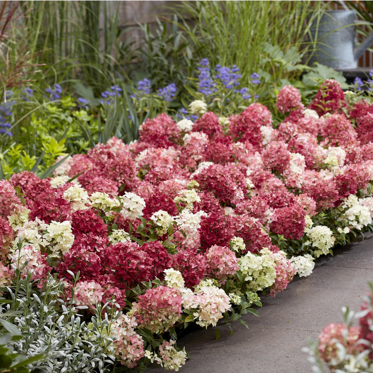 Green boutiQ - Gartenpflanze - Hydrangea panniculata Groundbreaker Ruby - Rispenhortensie - Winterhart - Rot - 2 Pflanzen - Topf 14cm - Höhe 20-25cm 