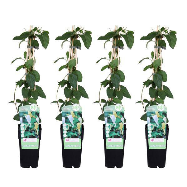 Gelbbunte Geißschlinge - Lonicera japonica 'Halliana' - ↨65cm - Ø15cm - 4 Stück 