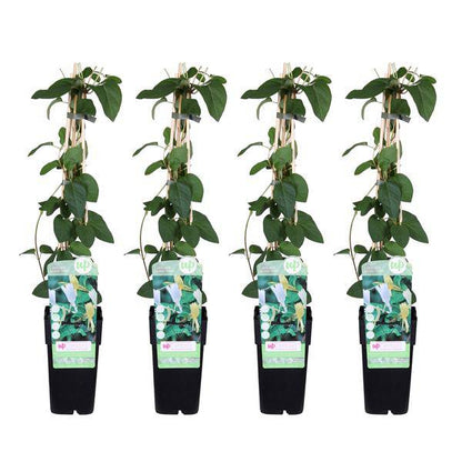 Gelbbunte Geißschlinge - Lonicera japonica 'Halliana' - ↨65cm - Ø15cm - 4 Stück 