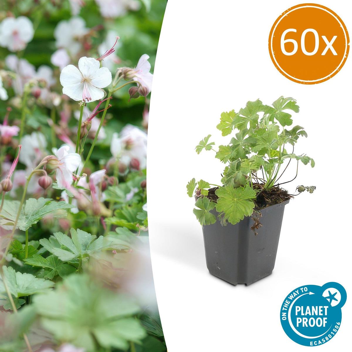 Cambridge Storchschnabel – Geranium cant. 'Biokovo' – Ø9 cm – ↕10-25 cm – 60 Pflanzen – pflegeleichter Bodendecker, weiß-rosa Blüten, winterhart 