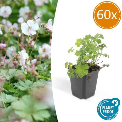 Cambridge Storchschnabel – Geranium cant. 'Biokovo' – Ø9 cm – ↕10-25 cm – 60 Pflanzen – pflegeleichter Bodendecker, weiß-rosa Blüten, winterhart 