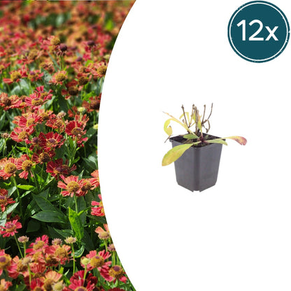 Helenium Moerheim Beauty Sonnenbraut Staude Ø9cm 12 Stück