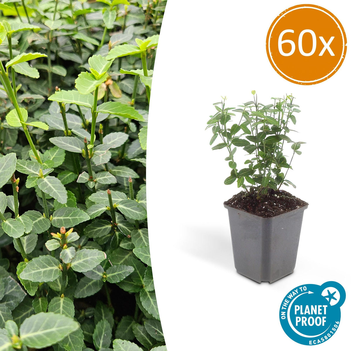 Immergrüne Kriechspindel – Euonymus fortunei radicans – ↑10-25cm – Ø9cm – 60 Pflanzen – Bodendecker, winterhart & pflegeleicht – Schattengarten & Kletterpflanze 
