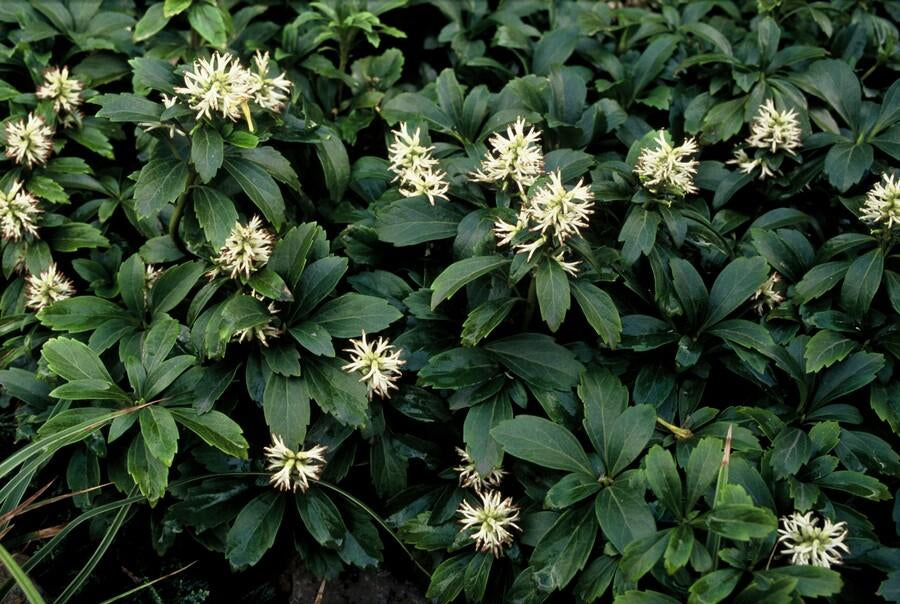 Schattengrün Pachysandra terminalis 'Green Sheen' – ↕10-25cm – Ø9cm – 6 Pflanzen – Immergrüner Bodendecker – Pflegeleicht & Winterhart 