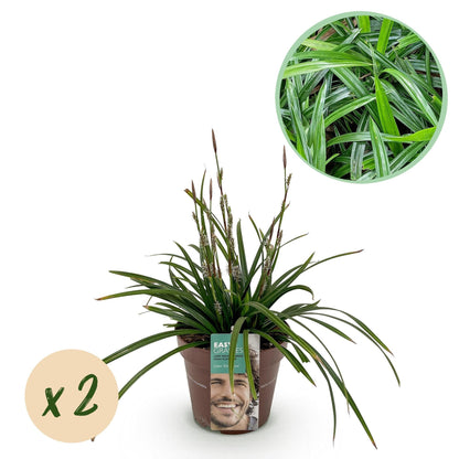Grünblättrige Segge - Ziergras - Carex morrowii Irish Green - Grün & Gelb - 2 Pflanzen - Immergrün - Pflegeleicht - Topf 17cm Höhe 50cm 
