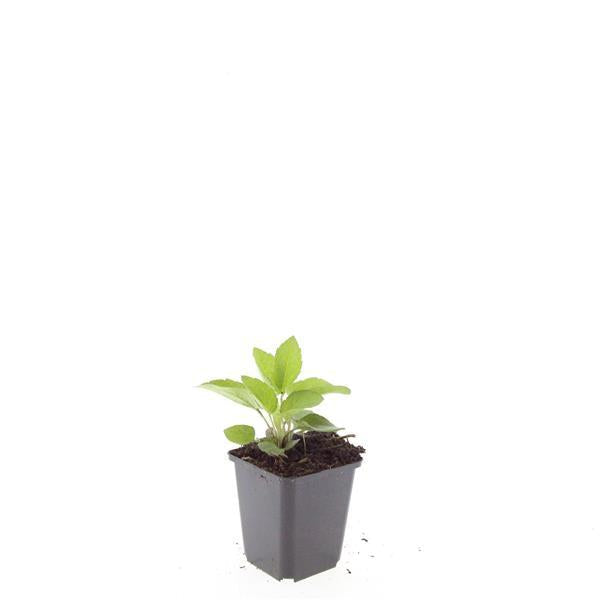 Rudbeckia fulgida 'Goldsturm' – 24 Pflanzen – ↕10-25 cm – Ø9 cm – Sonnenhut Staude – Winterhart & Pflegeleicht – Bienenfreundlich – Blühend von Juli bis Oktober 