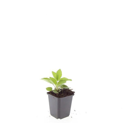 Rudbeckia fulgida 'Goldsturm' – 24 Pflanzen – ↕10-25 cm – Ø9 cm – Sonnenhut Staude – Winterhart & Pflegeleicht – Bienenfreundlich – Blühend von Juli bis Oktober 