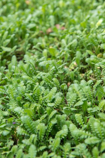 Fiederpolster Leptinella squalida – ↕10-25cm – Ø9cm – 6 Pflanzen – Immergrüner Bodendecker, Farnartige Blätter, Schattentauglich, Pflegeleicht 