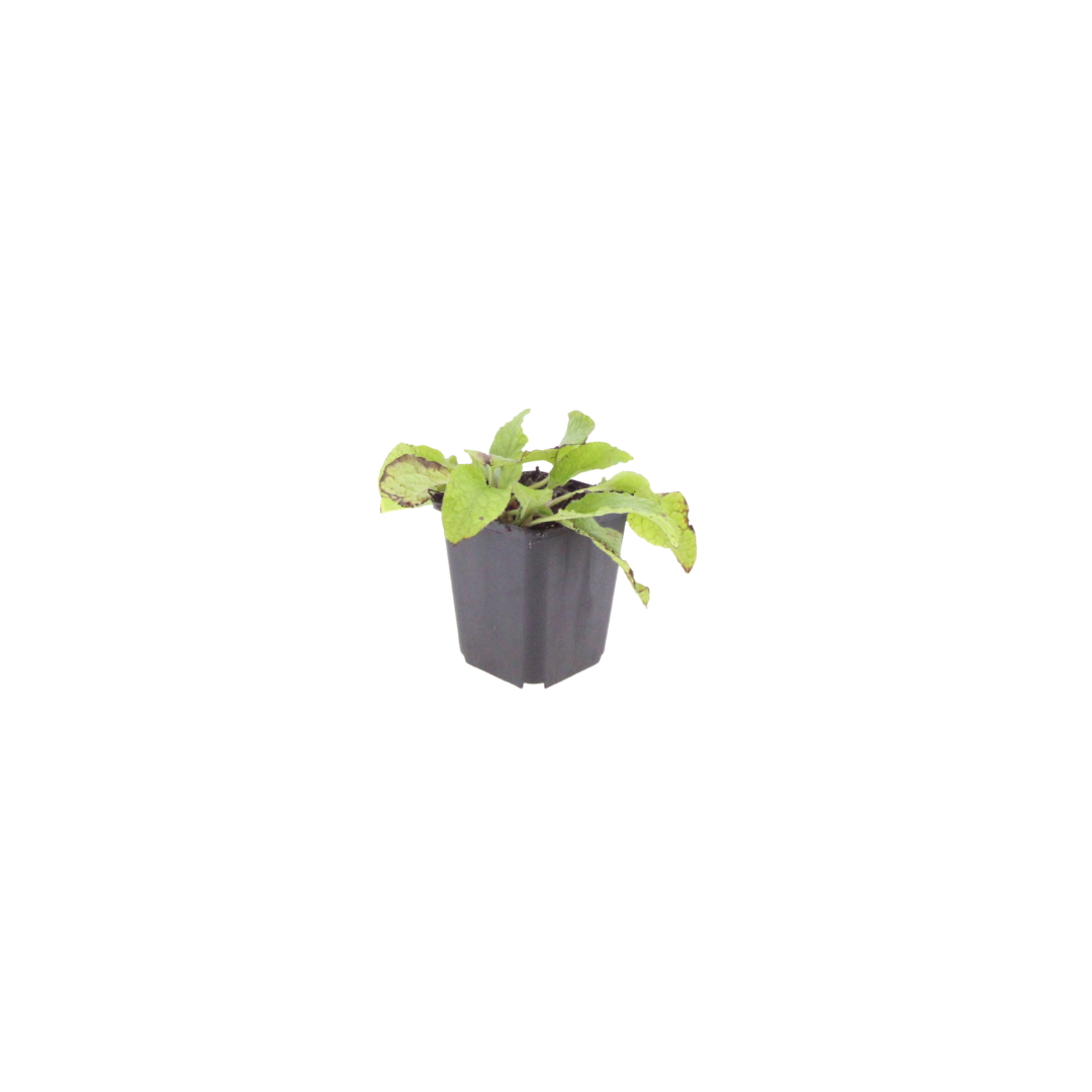 Symphytum grandiflorum Wisley Blue – 6 Pflanzen – Ø9cm – Höhe 10-25cm – Blauer Beinwell – Bodendecker für Schattenbeet – Winterharte Staude - Oasis of Life