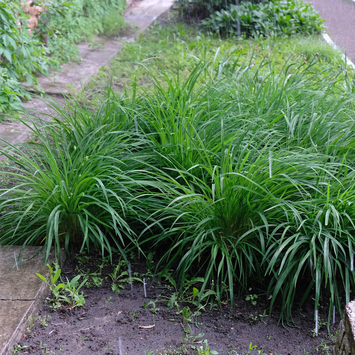 Grünblättrige Segge - Ziergras - Carex morrowii Irish Green - Grün & Gelb - 2 Pflanzen - Immergrün - Pflegeleicht - Topf 17cm Höhe 50cm 
