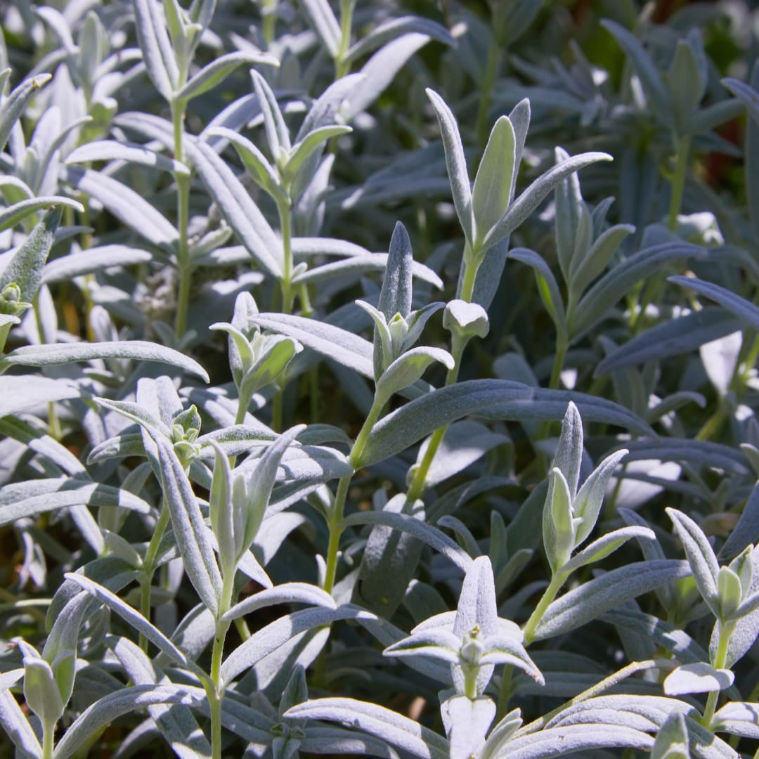 Filziges Hornkraut Cerastium tomentosum Winterharte Bodendecker Staude mit weißen Blüten Ø9cm 48 Stück