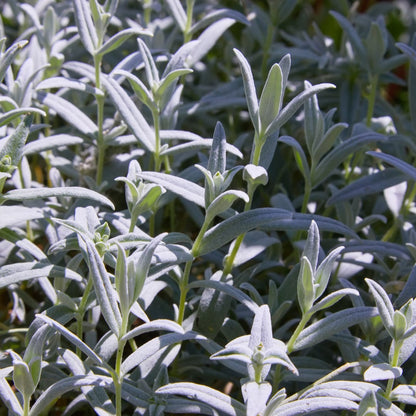 Filziges Hornkraut Cerastium tomentosum Winterharte Bodendecker Staude mit weißen Blüten Ø9cm 48 Stück