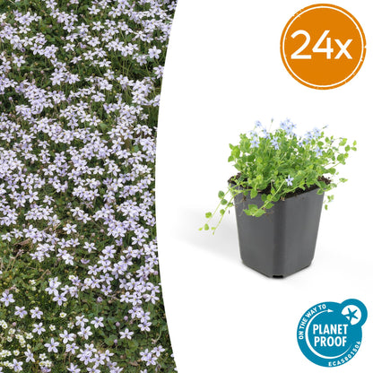 Isotoma fluviatilis – Blauer Sternteppich – 24 Pflanzen – Ø9cm – ↕10–25cm – Bodendecker mit blauen Blüten – Für Sonne & Halbschatten – Ideal für Trittsteine & Teichränder 