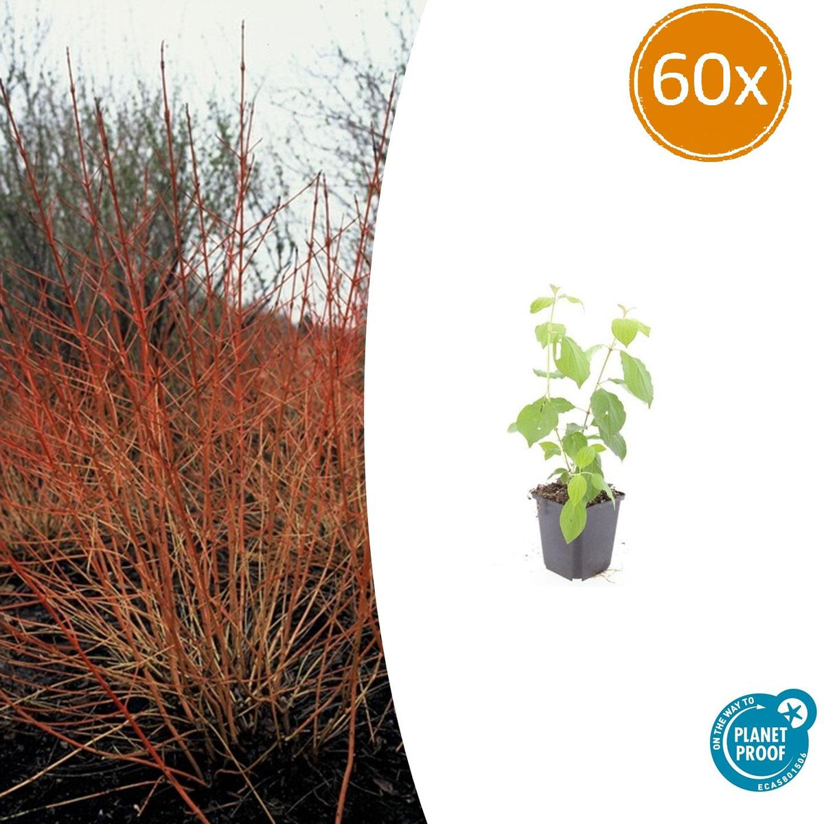 Roter Hartriegel – Cornus sanguinea 'Midwinter Fire' – ↑10-25cm – Ø9cm – 60 Pflanzen – Winterharte Zierpflanze, feuerrote Zweige, pflegeleicht, Vogelschutz, Gartenstruktur 