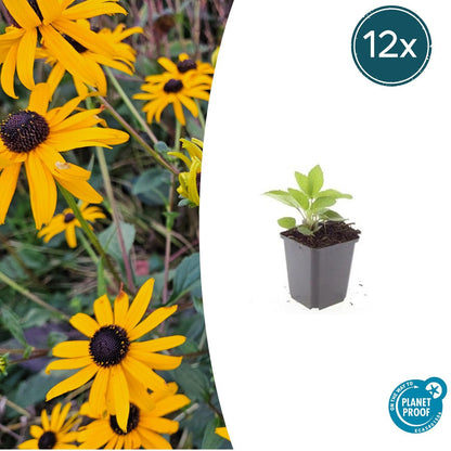 Leuchtender Sonnenhut Rudbeckia fulgida 'Goldsturm' – ↕10-25cm – Ø9cm – 12 Pflanzen – Gelbe Blüten – Bienenfreundlich – Pflegeleichte Staude – Sonniger Standort 
