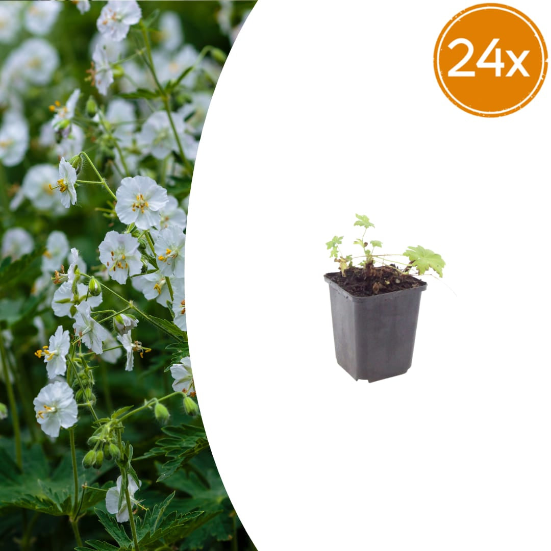 Geranium macrorrhizum White Ness Ø9cm 24 Stück