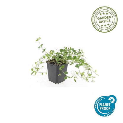Kleines Immergrün Vinca minor 'Gertrude Jekyll' – ↕10-25cm – Ø9cm – 6 Pflanzen – Weiße Blüten – Immergrüner Bodendecker – Schattentauglich & pflegeleicht 
