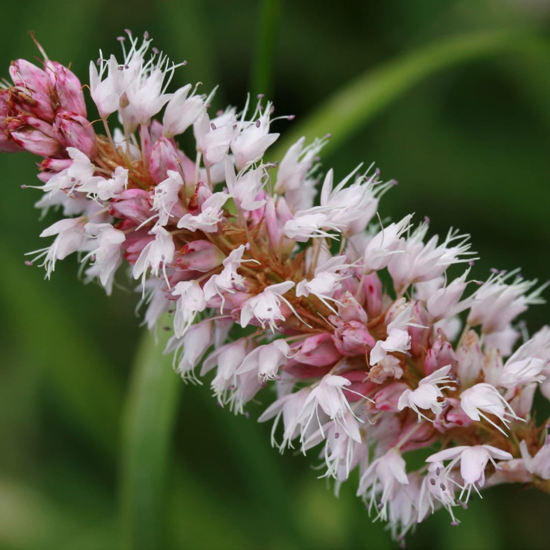 Persicaria affinis Superba Winterharte Staude Ø9cm 6 Stück