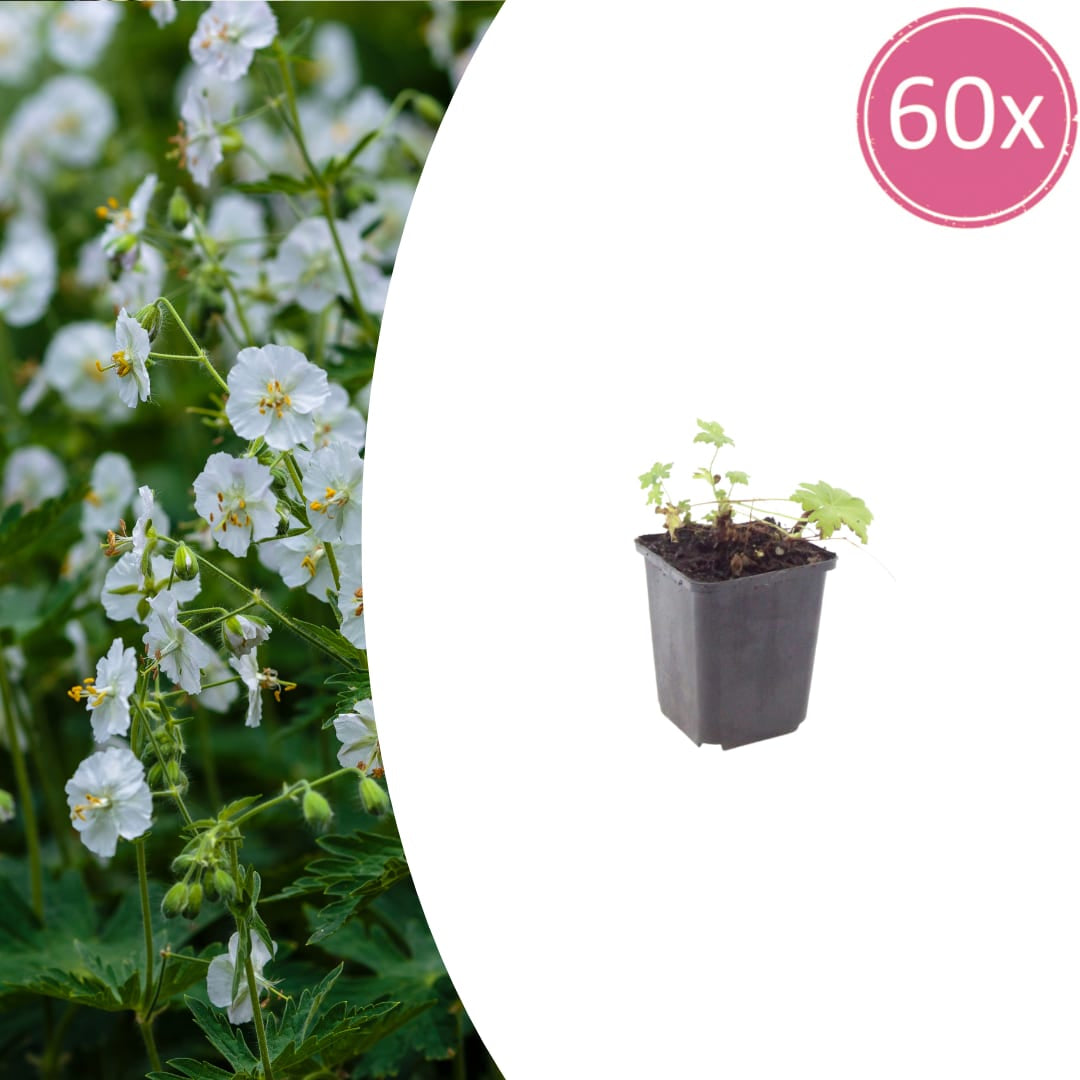 Geranium macrorrhizum White Ness Ø9cm 60 Stück