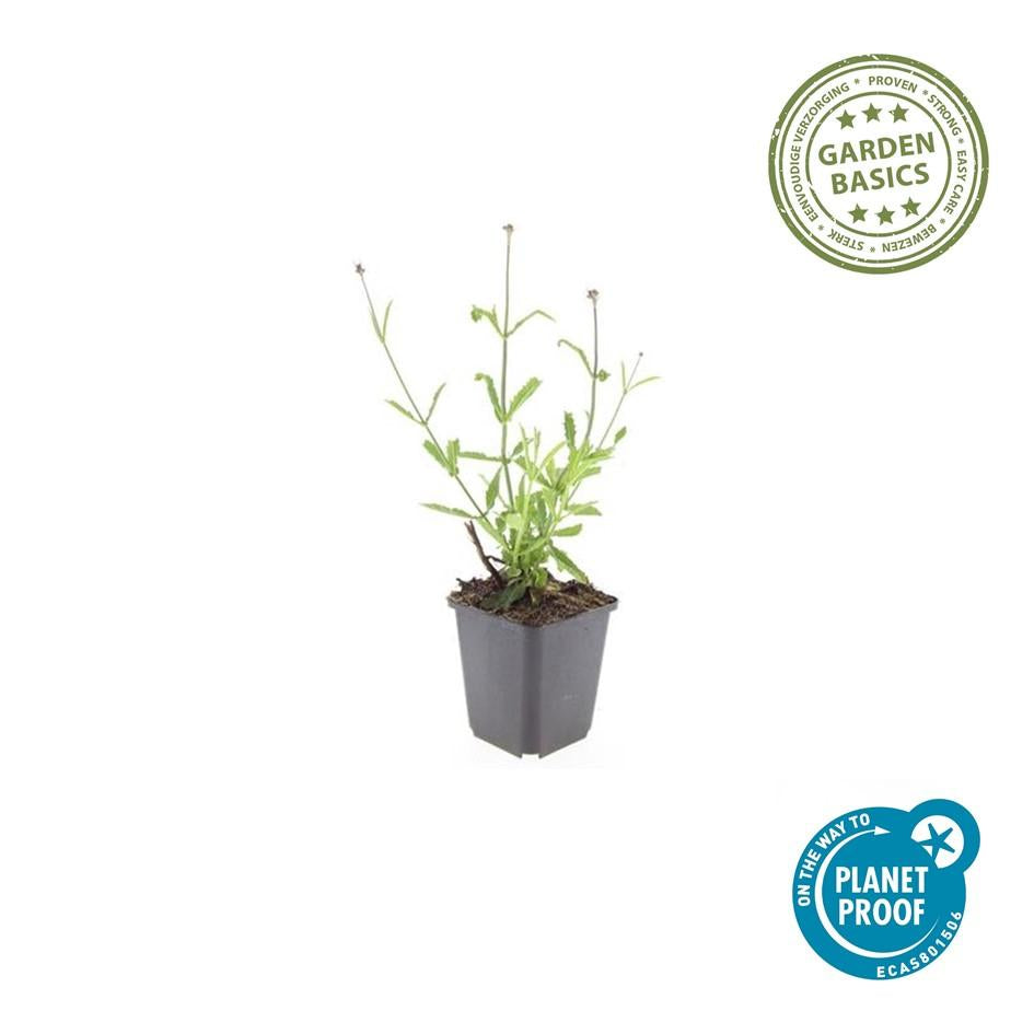 Hohes Eisenkraut Verbena bonariensis 'Lollipop' – ↕10-25cm – Ø9cm – 6 Pflanzen – Lilafarbene Blüten – Langblühend – Pflegeleicht – Balkon, Beet & Garten 