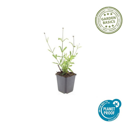 Hohes Eisenkraut Verbena bonariensis 'Lollipop' – ↕10-25cm – Ø9cm – 6 Pflanzen – Lilafarbene Blüten – Langblühend – Pflegeleicht – Balkon, Beet & Garten 