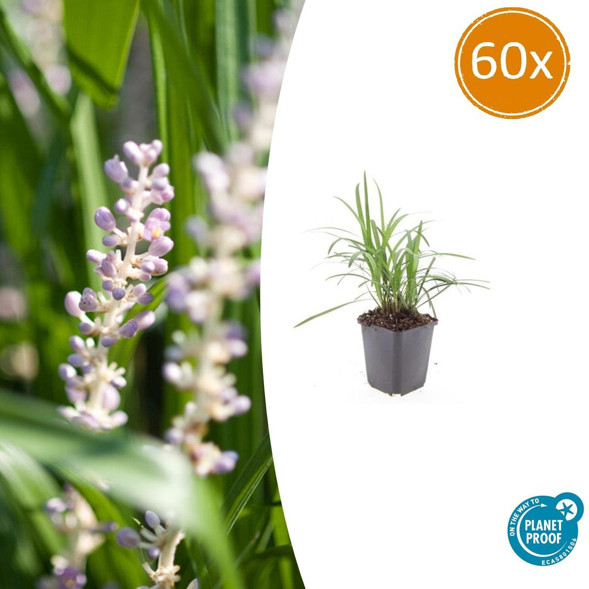 Glöckchentraube Liriope muscari 'Monroe White' – ↕10-25cm – Ø9cm – 60 Pflanzen – Immergrün & Winterhart – Bodendecker & Beete 