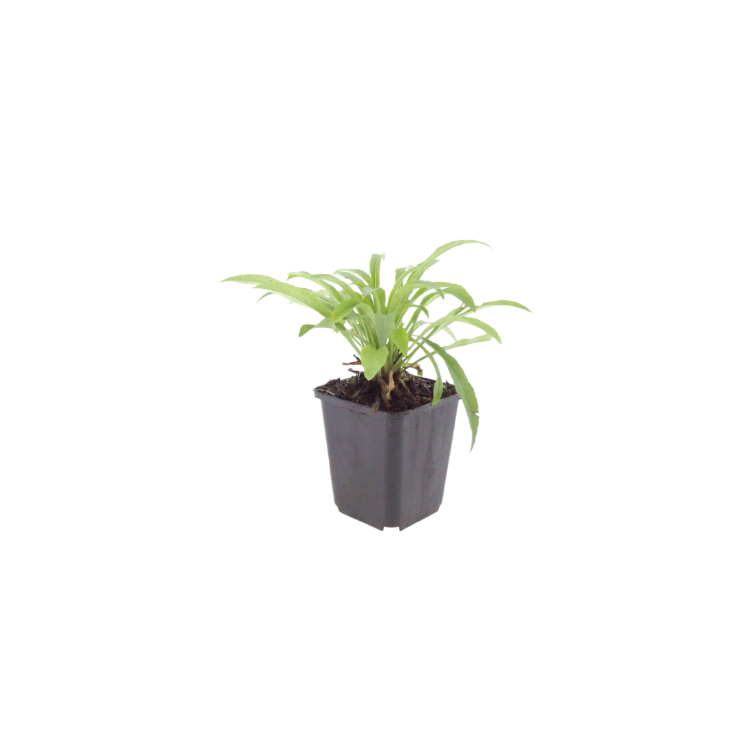 Pfirsichblättrige Glockenblume Campanula persicifolia ‘Coerulea’ – 6 Pflanzen – 10-25cm – Ø9cm – Blaue Staude für Sonne & Halbschatten – Gartenpflanze mit langer Blütezeit - Oasis of Life