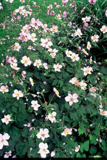 Filzige Herbst-Anemone – Anemone tom. 'Robustissima' – ↕10-25cm – Ø9cm – 6 Pflanzen – Bienenfreundliche, purpurblaue Staude für Beete & Rabatten 