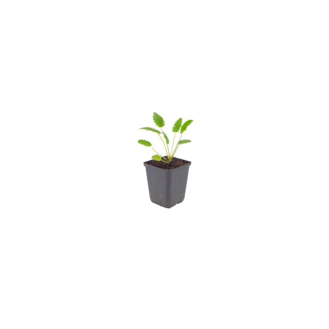 Sanguisorba officinalis Tanna – 6 Pflanzen – Ø9cm – Höhe 10-25cm – Winterharte Staude – Dunkelrote Blütenähren – Für Beet, Naturgarten & Präriegarten - Oasis of Life