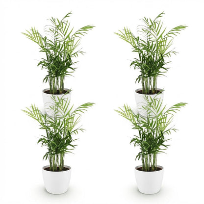 Green boutiQ - Zimmerpflanze - Chamaedorea elegans - Goldpalme - Haustierfreundliche Pflanze - Grün - 4 Pflanzen - mit Potter Weiß - Topf 12cm - Höhe 15cm 