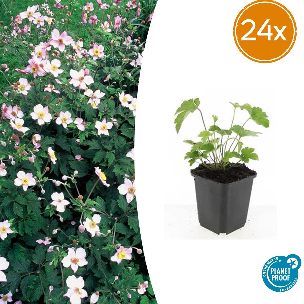 Anemone tomentosa ‘Robustissima’ – 24 Pflanzen – ↕10-25cm – Ø9cm – Herbst-Anemone – Purpurrosa Blüten – Winterhart & Bienenfreundlich – Für Halbschatten 