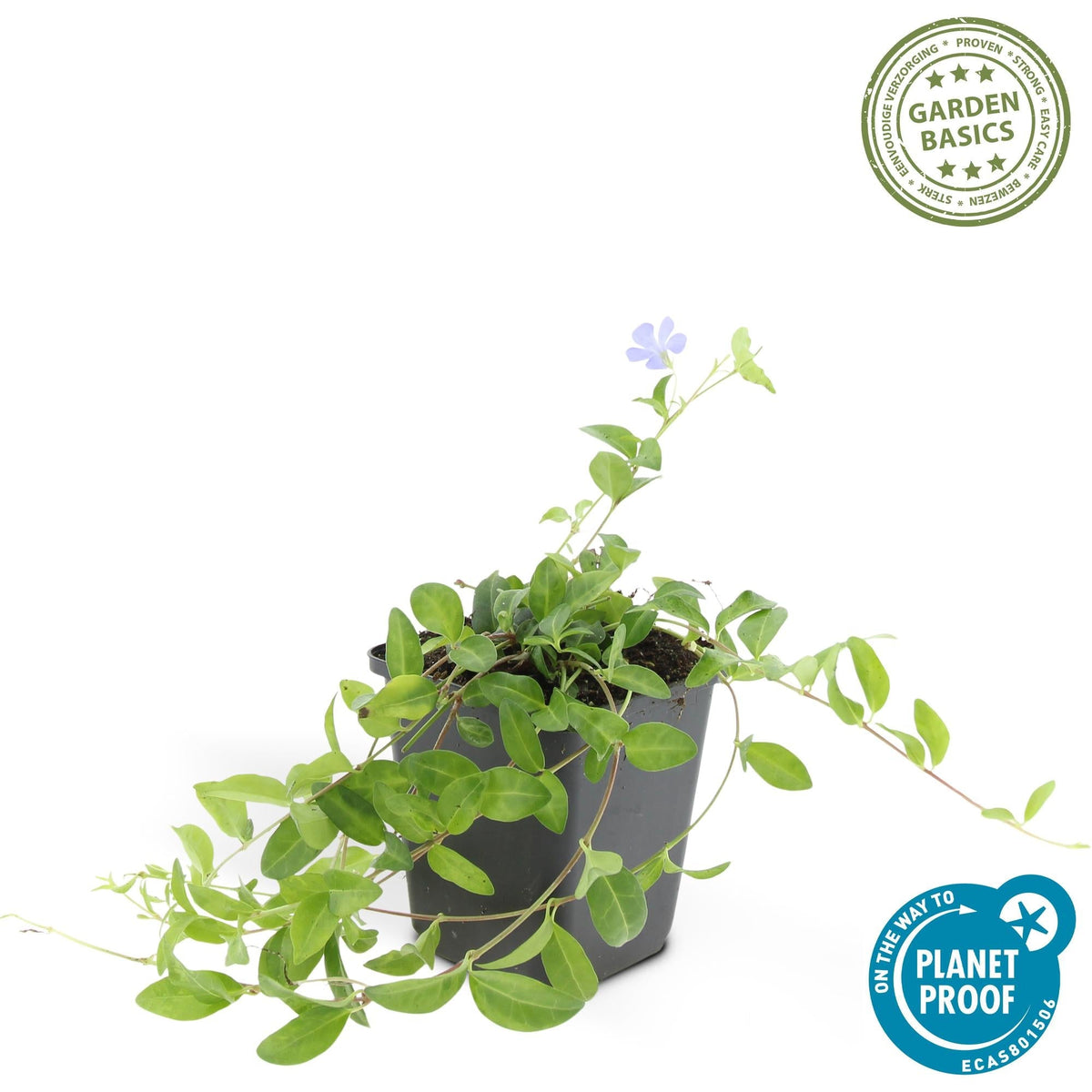 Kleines Garten-Immergrün Vinca minor 'La Grave' – ↕10-25cm – Ø9cm – 6 Pflanzen – Violette Blüten – Immergrüner Bodendecker – Schattentauglich & pflegeleicht 