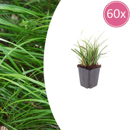 Japan-Segge Carex morrowii – 60 Pflanzen – Immergrünes Ziergras für Schatten & Halbschatten – Bodendecker für Beet & Garten – 10-25cm – Ø9cm – Winterhart & pflegeleicht - Oasis of Life