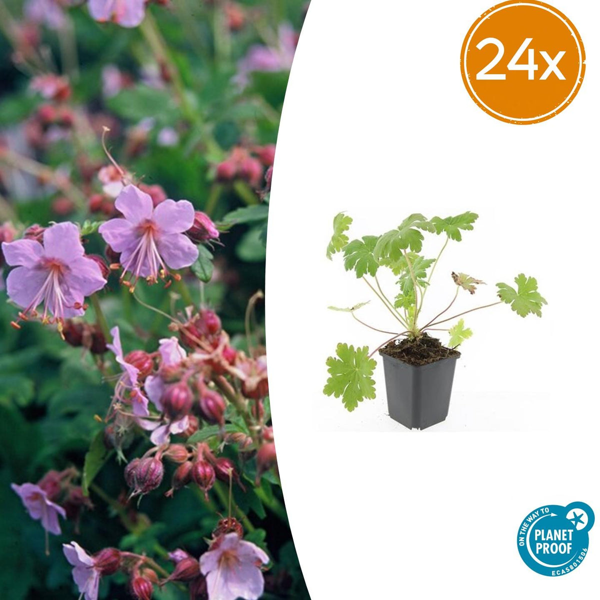 Geranium macrorrhizum 'Ingwersen's Var.' – 24 Pflanzen – ↕10-25cm – Ø9cm – Aromatischer Bodendecker – Zartrosafarbene Blüten – Schattengarten – Pflegeleicht – Winterhart 