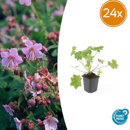 Geranium macrorrhizum 'Ingwersen's Var.' – 24 Pflanzen – ↕10-25cm – Ø9cm – Aromatischer Bodendecker – Zartrosafarbene Blüten – Schattengarten – Pflegeleicht – Winterhart 