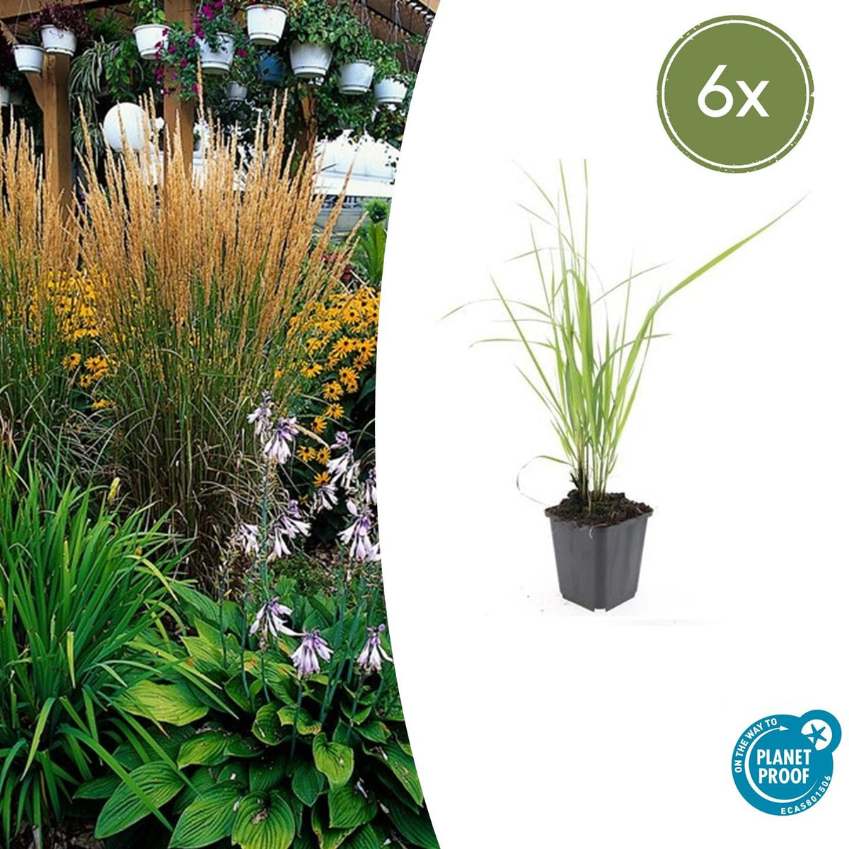 Sandrohr – Calamagrostis acutiflora 'Karl Foerster' – ↕10-25cm – Ø9cm – 6 Pflanzen – winterhartes Ziergras, aufrecht wachsend 
