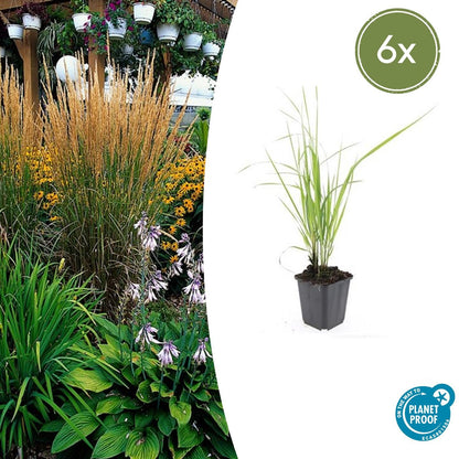 Sandrohr – Calamagrostis acutiflora 'Karl Foerster' – ↕10-25cm – Ø9cm – 6 Pflanzen – winterhartes Ziergras, aufrecht wachsend 