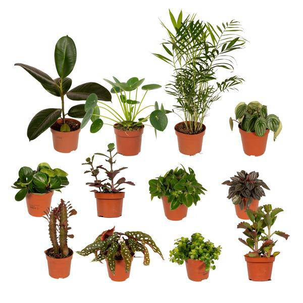 Außenseiterbox – 12 einzigartige Zimmer- und Gartenpflanzen – Ø12cm – bunte Mischung – Pflegeleicht – vielseitig & robust 