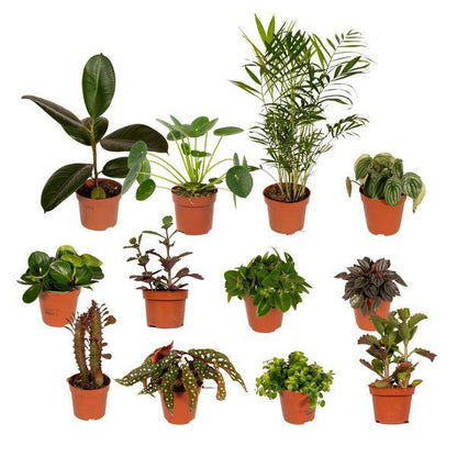 Außenseiterbox – 12 einzigartige Zimmer- und Gartenpflanzen – Ø12cm – bunte Mischung – Pflegeleicht – vielseitig & robust 