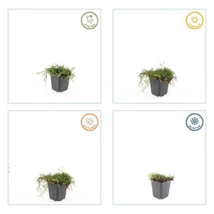 Fiederpolster Leptinella squalida – ↕10-25cm – Ø9cm – 6 Pflanzen – Immergrüner Bodendecker, Farnartige Blätter, Schattentauglich, Pflegeleicht 