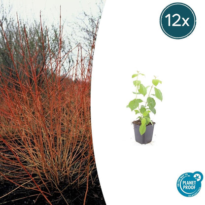 Roter Hartriegel – Cornus sanguinea 'Midwinter Fire' – ↑10-25cm – Ø9cm – 12 Pflanzen – Winterharter Zierstrauch, Leuchtende Zweige, Pflegeleicht 